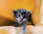 Кошки в Старом Купавне: Котенок Шпрота Девочка, 2 руб. - фото 2