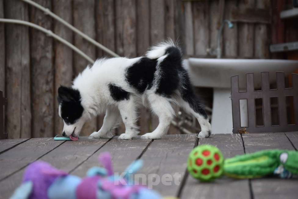 Собаки в Москве: Ненецкая оленегонная лайка, сука Дакота. Девочка, 60 000 руб. - фото 4