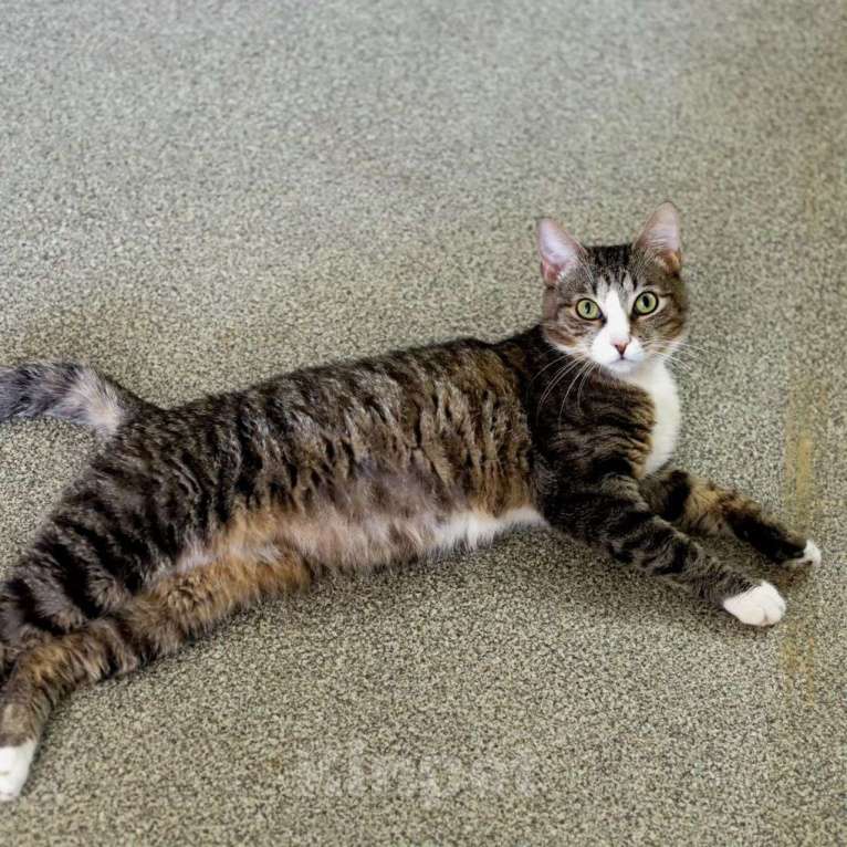 Кошки в Москве: Василёк мечтает стать домашним Мальчик, Бесплатно - фото 4