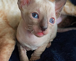 Кошки в Рязани: Котята корниш-рекс Мальчик, 35 000 руб. - фото 3