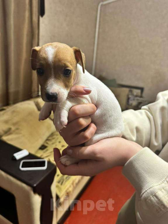 Собаки в Москве: Прода Джек Рассел терьер  Девочка, 15 000 руб. - фото 6