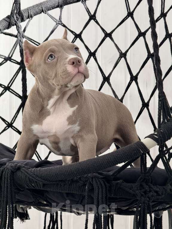 Собаки в Мытищах: Девочка покет шоу формата Девочка, 200 000 руб. - фото 4