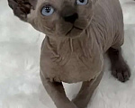 Кошки в других городах Краснодарского края: Эльф сфинкс котенок Мальчик, 20 000 руб. - фото 3