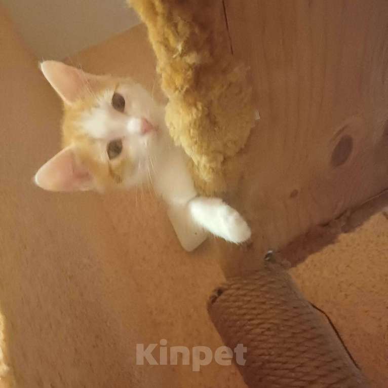 Кошки в Тюмени: Солнечные малыши ищут дом Мальчик, Бесплатно - фото 5