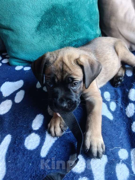 Собаки в других городах Краснодарского края: Кане-Корсо, щенок Девочка, 20 000 руб. - фото 2