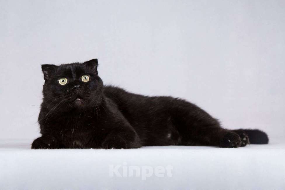 Кошки в Москве: Чёрный вислоухий красавец кот Фауст Мальчик, Бесплатно - фото 3