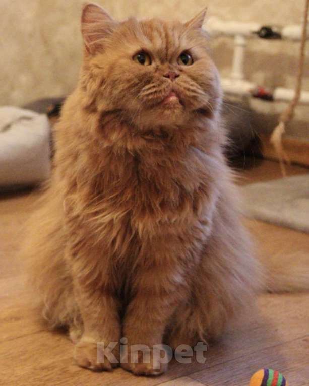 Кошки в Москве: ТЭССИ ИЩЕТ ДОМ Девочка, Бесплатно - фото 1