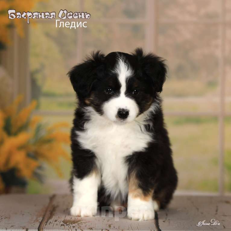 Собаки в других городах Московской области: Продается девочка миниаусси Девочка, 80 000 руб. - фото 2