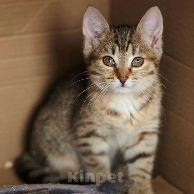 Кошки в Москве: Маленький Шустрик ищет свою семью Мальчик, Бесплатно - фото 2