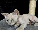 Кошки в Ломоносе: котята девон рекс Мальчик, 30 000 руб. - фото 3