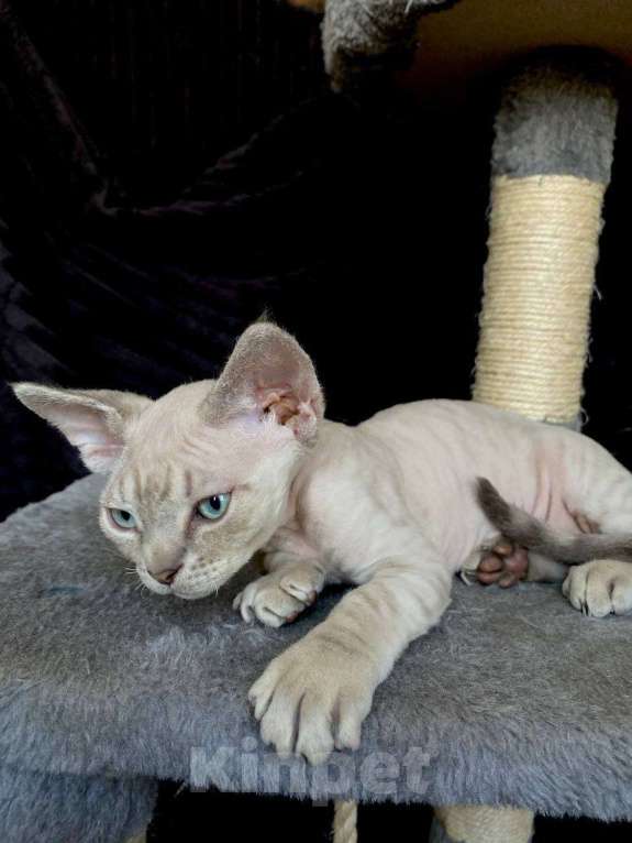 Кошки в Ломоносе: котята девон рекс Мальчик, 30 000 руб. - фото 3