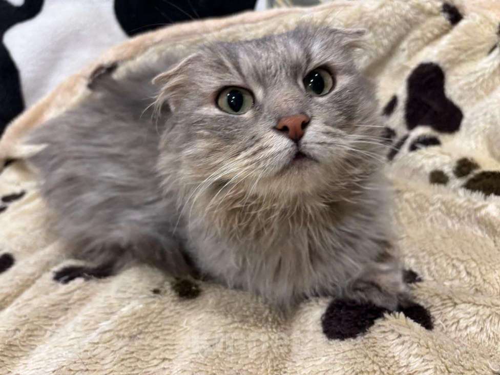 Кошки в Москве: Пушистая вислоушка Гресси. Кошка в добрые руки. Девочка, Бесплатно - фото 4