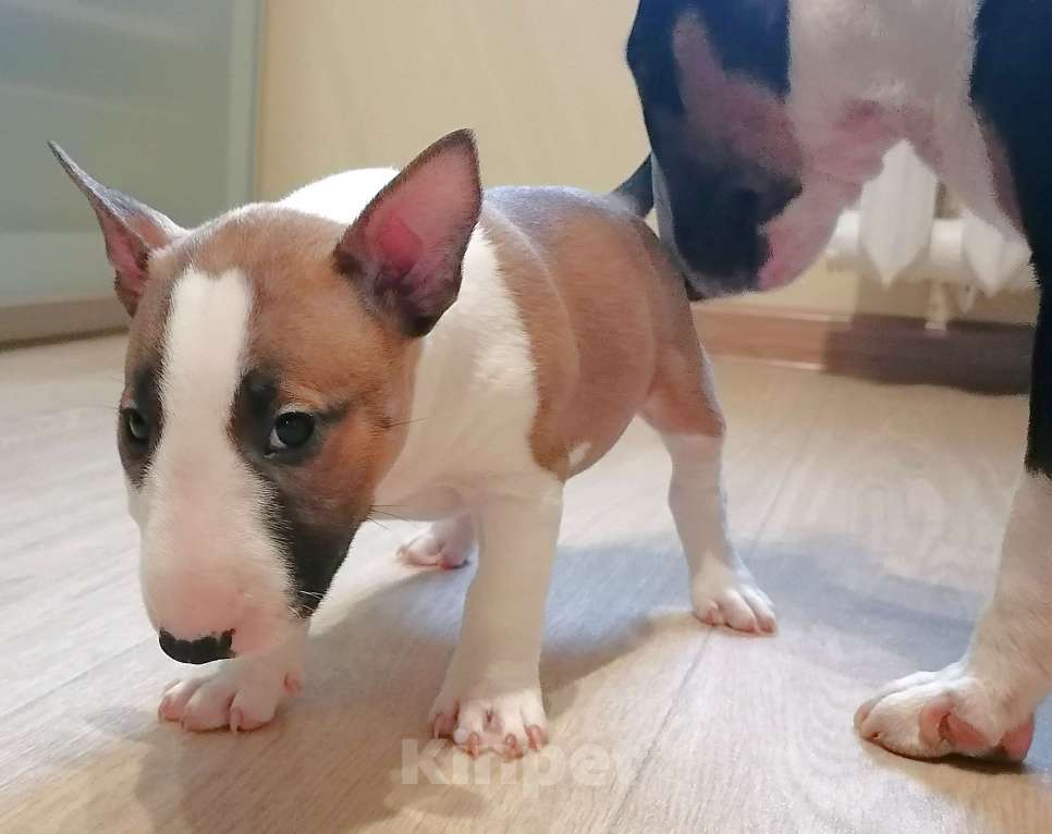 Собаки в Уфе: Продаётся миниатюрный бультерьер Девочка, Бесплатно - фото 5