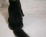 Кошки в Омске: Котенок мейнкун Мальчик, 20 000 руб. - фото 5