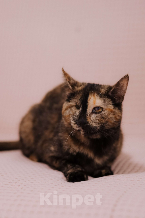 Кошки в Москве: Котенок в добрые руки Девочка, Бесплатно - фото 1