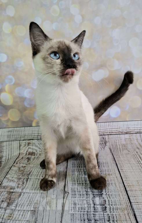 Кошки в Москве: Голубоглазый котёнок в добрые руки  Девочка, Бесплатно - фото 9