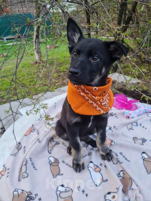 Собаки в Москве: Щенки овчарки в добрые руки Мальчик, Бесплатно - фото 6