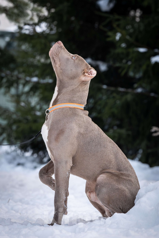 Собаки в Санкт-Петербурге: Изабелловый щенок прайтер Мальчик, 100 000 руб. - фото 4