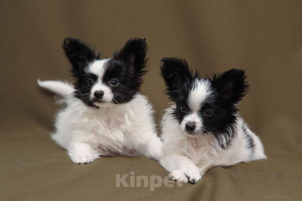 Собаки в Череповце: Продажа маленького щенка (русский той) Девочка, 50 000 руб. - фото 1