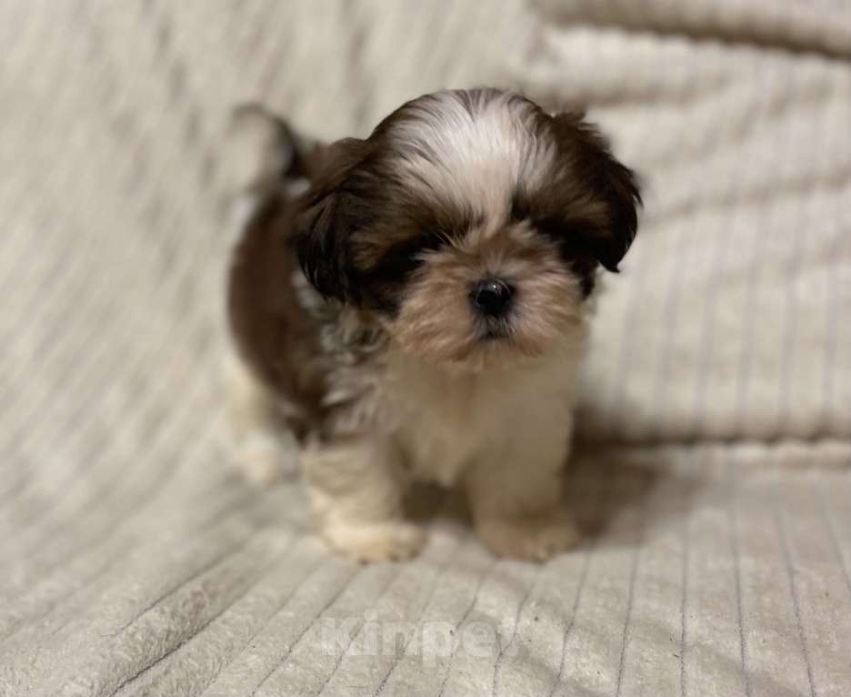 Собаки в Санкт-Петербурге: Очаровательная девочка ши тцу  Девочка, 35 000 руб. - фото 8