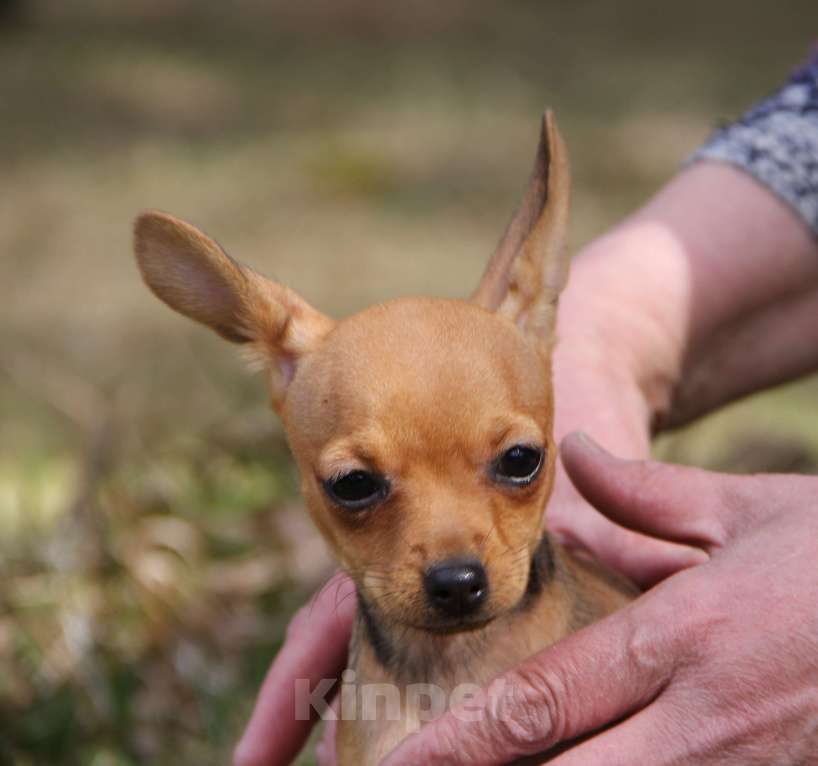 Собаки в Выборге: Щенок русского тоя, г\ш девочка Девочка, 60 000 руб. - фото 2