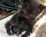 Кошки в Санкт-Петербурге: Малюсенький черный котёнок с голубыми глазками Мальчик, Бесплатно - фото 9