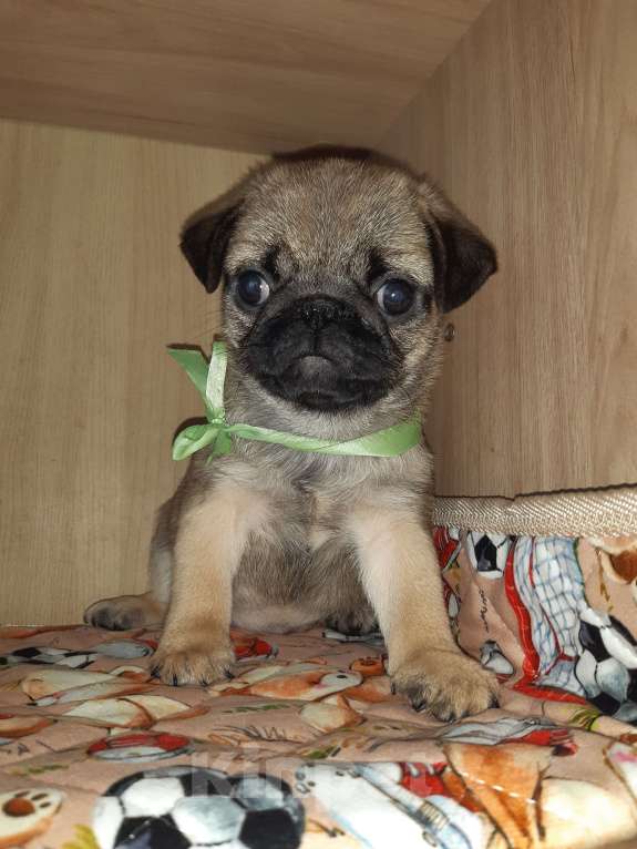 Собаки в Новосибирске: Мопс мальчик 3 мес Мальчик, 45 000 руб. - фото 3