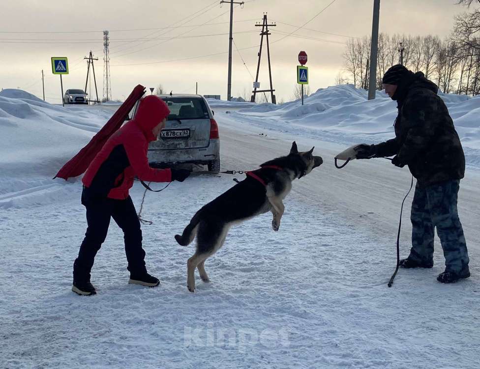 Собаки в Кемерово: Подросток ВЕО с хорошей  родословной Девочка, 60 000 руб. - фото 6
