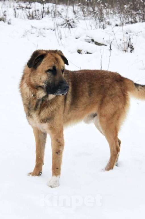 Собаки в Раменском: Парень Салли ищет дом Мальчик, Бесплатно - фото 8