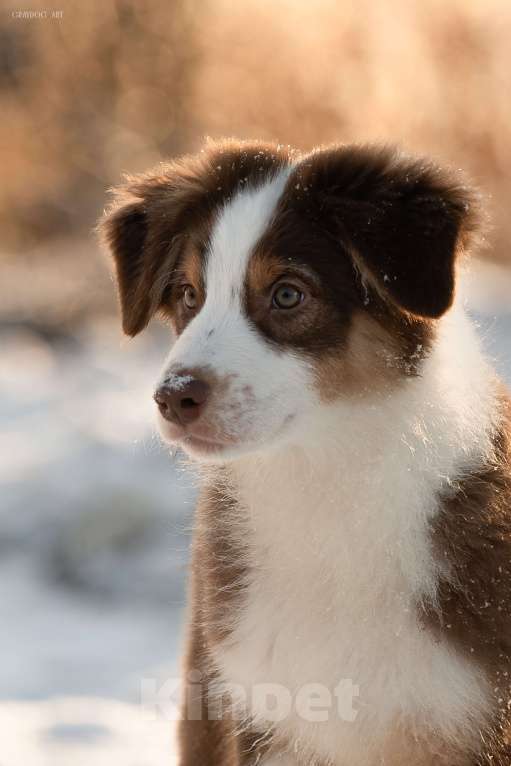 Собаки в Москве: Австралийская овчарка щенок  Мальчик, 45 000 руб. - фото 5