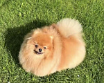 Собаки в Москве: Померанский шпиц Мальчик, Бесплатно - фото 3