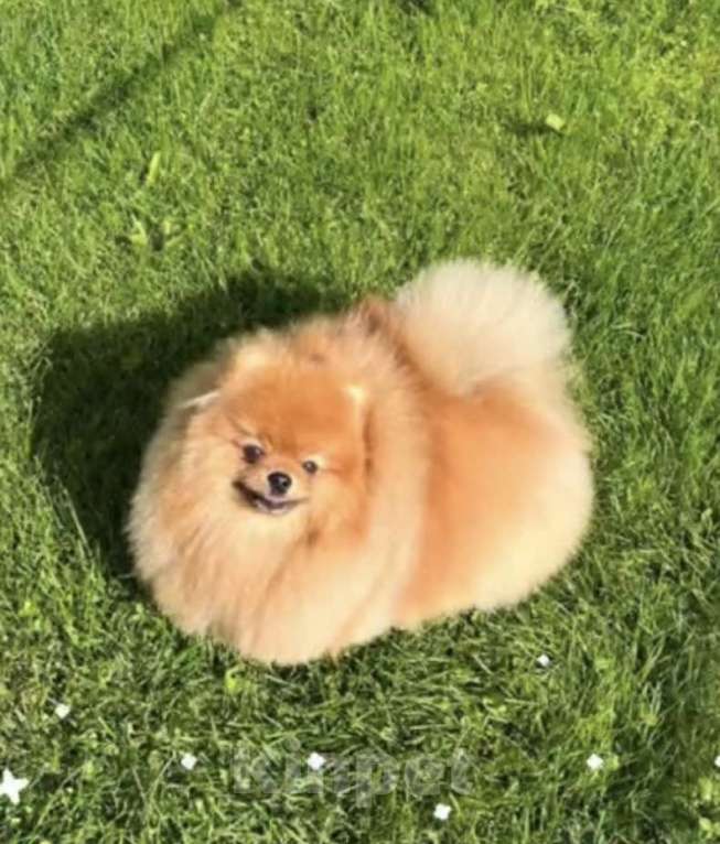 Собаки в Москве: Померанский шпиц Мальчик, Бесплатно - фото 3