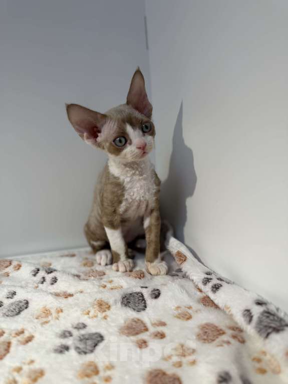 Кошки в Москве: Котята Девон-Рекс Девочка, 120 000 руб. - фото 5