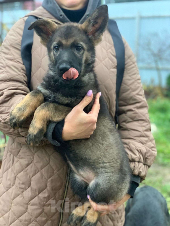 Собаки в других городах Ленинградской области: Щенки Немецкой овчарки Мальчик, 30 000 руб. - фото 3