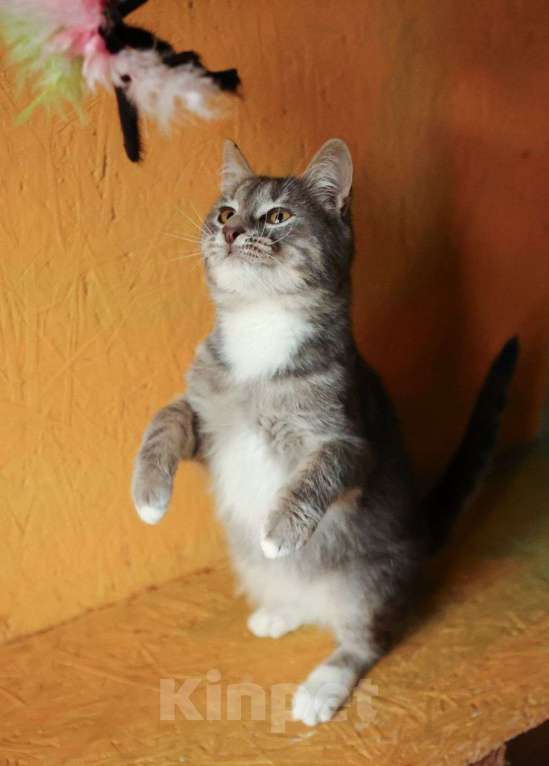 Кошки в других городах Московской области: Котенок ищет дом Мальчик, Бесплатно - фото 4