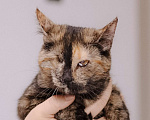 Кошки в Москве: Котенок в добрые руки Девочка, Бесплатно - фото 7