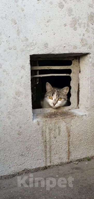 Кошки в Москве: Мэри — кошка с большим сердцем Девочка, Бесплатно - фото 7