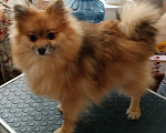 Собаки в Воскресенске: Шпицули Мальчик, 25 000 руб. - фото 3