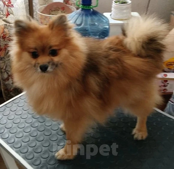 Собаки в Воскресенске: Шпицули Мальчик, 25 000 руб. - фото 3