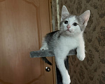 Кошки в Королеве: Котенок мальчик 2 месяца Мальчик, Бесплатно - фото 7