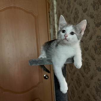 Котенок мальчик 4 месяца