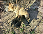 Собаки в других городах Крыма: Щенки немецкой овчарки Девочка, Бесплатно - фото 5
