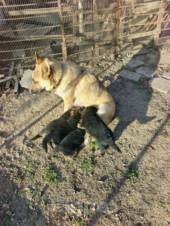 Собаки в других городах Крыма: Щенки немецкой овчарки Девочка, Бесплатно - фото 5