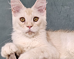 Кошки в Мытищах: Котёнок Мейн-кун Мальчик, 30 000 руб. - фото 1