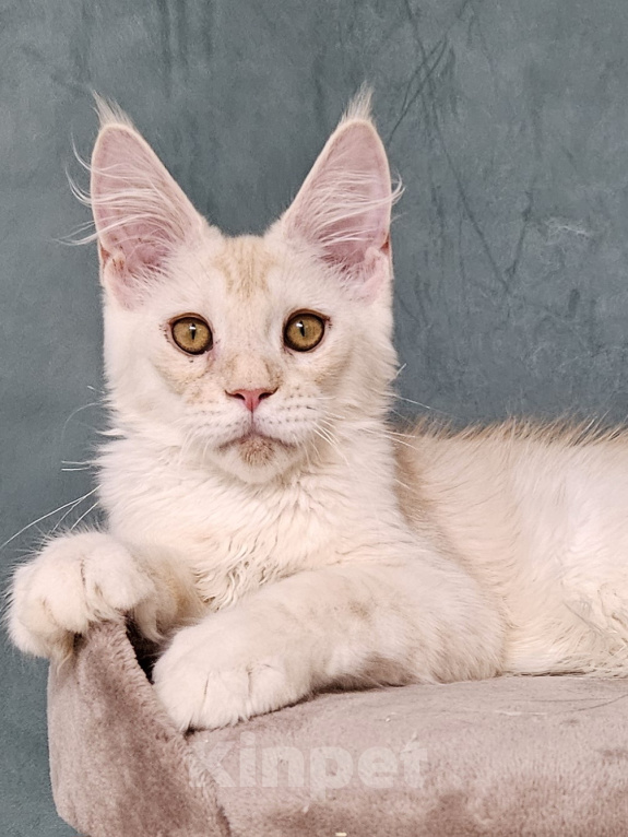 Кошки в Мытищах: Котёнок Мейн-кун Мальчик, 30 000 руб. - фото 1