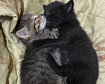Кошки в Ижевске: Отдам котенка в добрые руки  Мальчик, Бесплатно - фото 3
