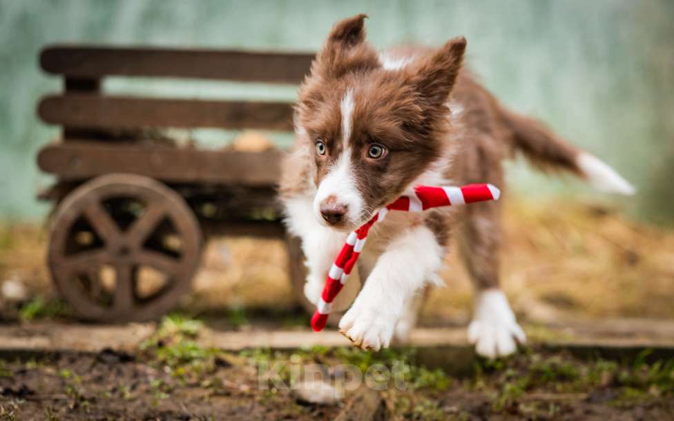 Собаки в Москве: Бордер колли, мальчики Мальчик, 80 000 руб. - фото 2