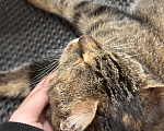 Кошки в Санкт-Петербурге: Кошка очень ласковая, нежная, ручная Девочка, Бесплатно - фото 9