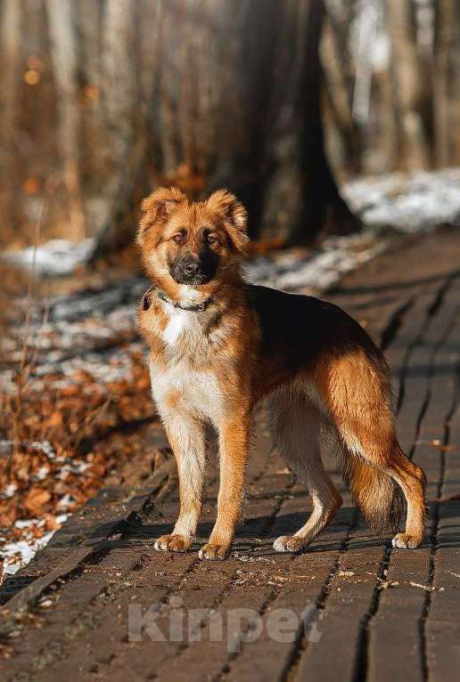 Собаки в Москве: Малыш ищет семью! Мальчик, Бесплатно - фото 8