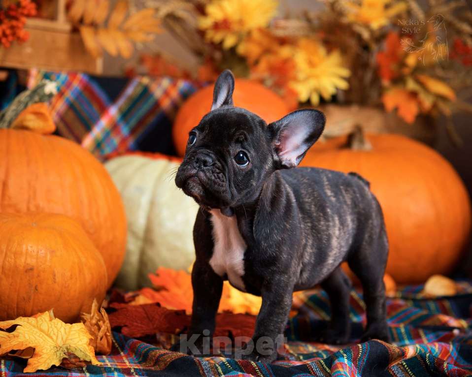 Собаки в Ростове-на-Дону: Готовы к переезду. Девочка, 35 000 руб. - фото 7